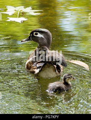 Duck mother with her babies in the water displaying feathers, bodies, eyes, beak, plumage and enjoying its surrounding and environment in the sun. Stock Photo