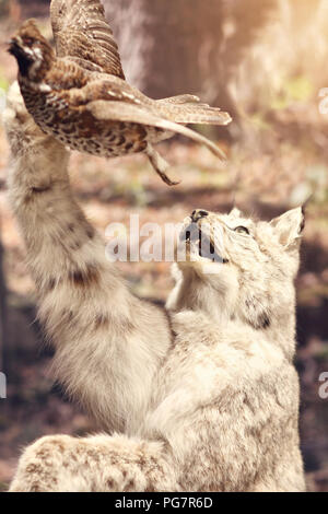 Picture of wild animals on Nature Exhibition Stock Photo