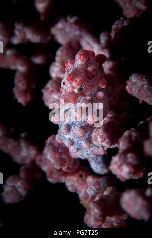 A tiny Pygmy seahorse, Hippocampus bargabanti, blends into its host sea fan in Lembeh Strait, Indonesia. This area is part of the Coral Triangle. Stock Photo