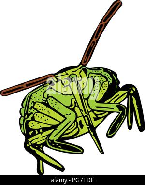Coloured vector graphic of a common Green Shield bug head-on. Stock Vector