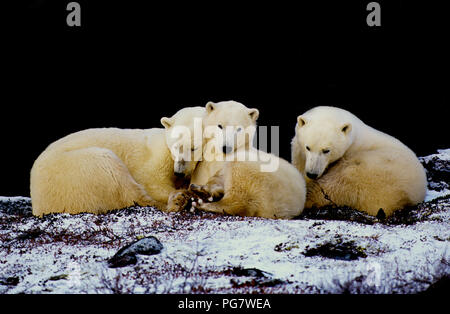Polar bear family (sow with two yearling cubs; Ursus maritimus) resting in the shade of a cliff near Churchill, Manitoba, Canada Stock Photo