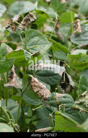 sclerotinia white mold carrots clipart