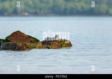 Smooth-coated Otter eating fish on a rock in sea with forested island in background, Singapore Stock Photo