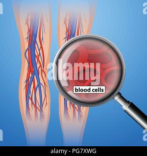 Human antomy blood cells illustration Stock Vector