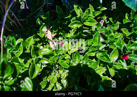 Brown Grasshopper on Aptenia cordifolia ground cover Stock Photo