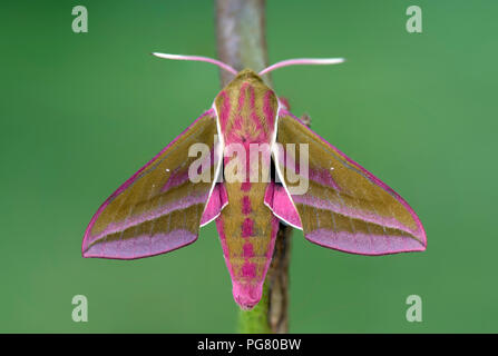 Close up image elephant hawk moth (Deilephila elponor) moth on grass ...