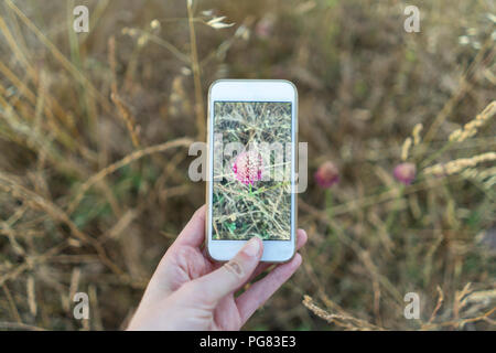 Hand taking picture of flower in meadow Stock Photo