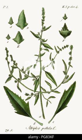 Atriplex patula - Deutschlands flora in abbildungen nach der natur - vol. 18 - t. 29. Stock Photo