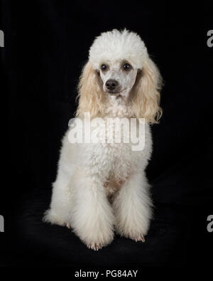 Portrait of white poodle sitting in front of black background Stock Photo
