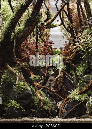 Aqua scape Nature Aquarium Plant and Fish Tank with red shrimps and ...