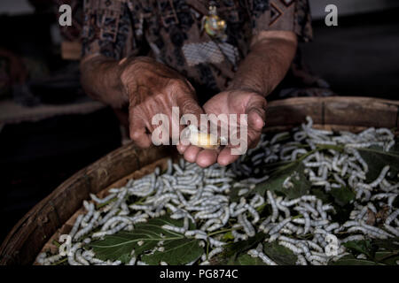 Silkworm production farm with a woman showing a close up of a silk worm cocoon and silkworms in the background Thailand Southeast Asia Stock Photo