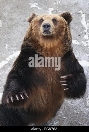 ussuri brown bear