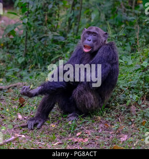 Common Chimpanzee, pan troglodytes,  Kyambura Gorge, Uganda Stock Photo