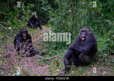 Common Chimpanzee, pan troglodytes,  Kyambura Gorge, Uganda Stock Photo