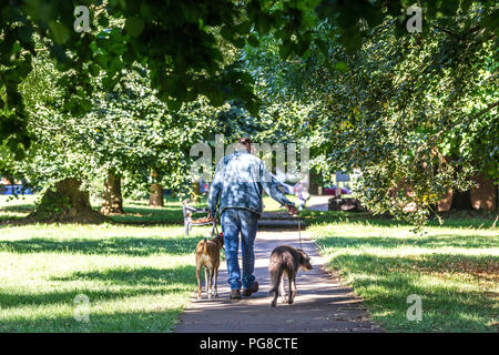 Northampton. U.K. 24th August 2018. A man taking his tow dogs for a morning walk in Abington Park, temperatures were in single figures last night making it feel much colder this morning. Credit: Keith J Smith./Alamy Live News Stock Photo