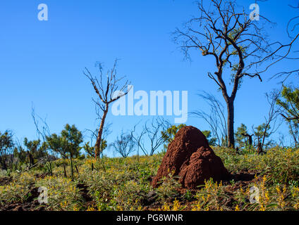 Dead trees and a red termite hille .At karijini  National Park, Western Australia