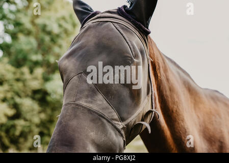 Horse in field wearing funny fly protection hood. Stock Photo