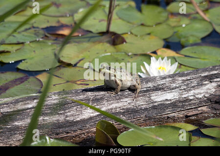 Frog sitting on a log in the water with lily pads around the fromg exposing its body, head, legs, eye and enjoying its environment and surrounding, Stock Photo