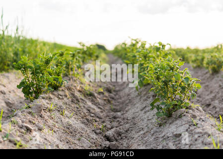 Young potato on soil cover. Plant close-up. The green shoots of young potato plants sprouting from the clay in the spring Stock Photo
