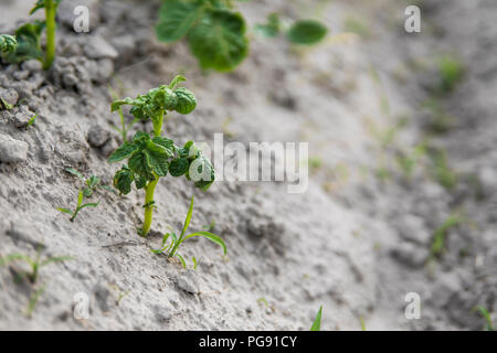 Young potato on soil cover. Plant close-up. The green shoots of young potato plants sprouting from the clay in the spring Stock Photo