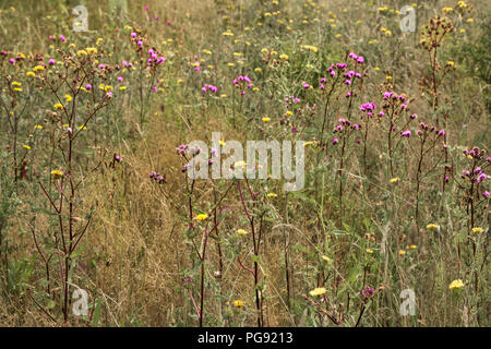 Beautiful vibrant violet colour wild flowers as background close up Stock Photo