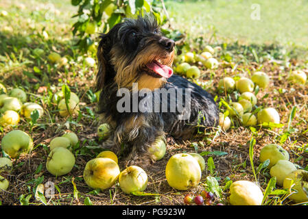 Funny dachshund dog on a walk under a tree with apples. Dog on green grass in summer park Stock Photo