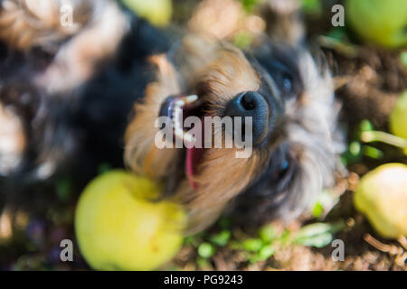 Funny dachshund dog on a walk under a tree with apples. Dog on green grass in summer park Stock Photo