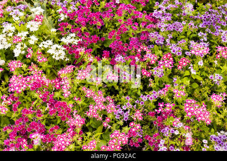 Beautiful vibrant white violet purple colorful flowers as background close up Stock Photo