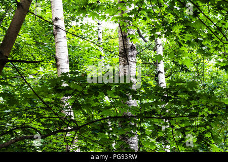 view of green dense forest with maple branches and birch trunks in Timiryazevskiy park of Moscow on summer day Stock Photo