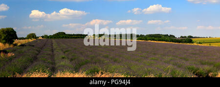 Summer Lavender fields near Snowshill village, Gloucestershire, Cotswolds, England Stock Photo