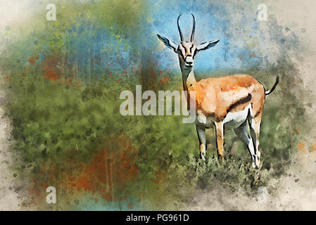 Digital splash watercolor painting of Thompson's gazelle Stock Photo