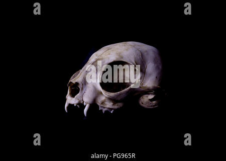 Side view of a cat skull on black background. Stock Photo