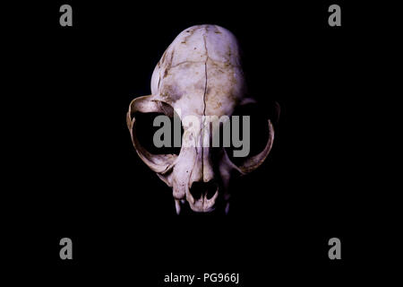 Anatomy of the cat skeleton Stock Photo: 34974860 - Alamy