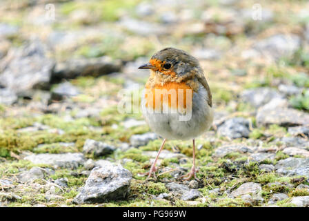 An image of a young fledgling Robin or European Robin, Erithacus rubecula, stood amongst moss and pebbles in western Scotland. 23 September 2008 Stock Photo