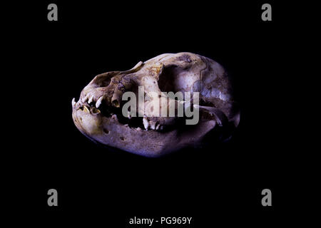 Dog skull isolated on black background. Animal skull and bones. Stock Photo