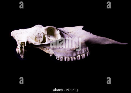 moose skeleton anatomy