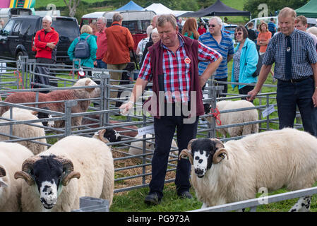 Judging the Rough Fell breed at Hawkshead Show in Cumbria Stock Photo