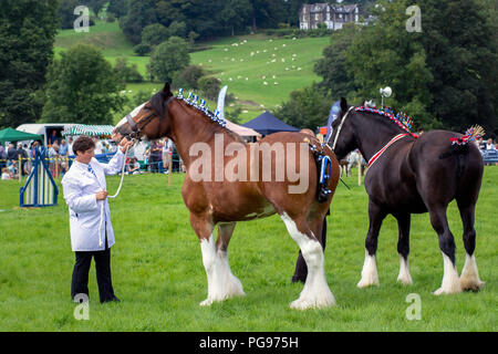 Judging in the Heavy Horse Class at Hawkshead Show Cumbria Stock Photo