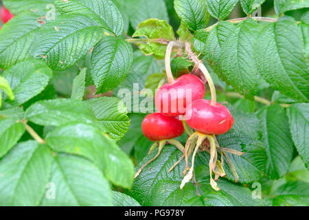 Three red Rosehips ripening on the Rosa Rugusa shrub in late summer in England. Rosehips are a natural source of Vitamin C Stock Photo