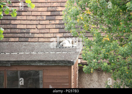 Tabby and white domestic shorthair cat snoozing in the sun in summer on the roof of a garden shed Stock Photo