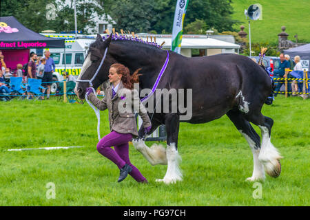 A competitor in the Heavy Horse Class at Hawkshead Show Cumbria Stock Photo