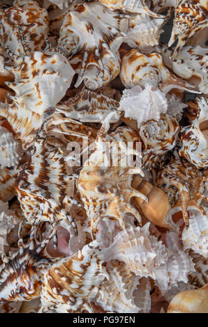 Spider shells aka sea snail shells and Whelk shells in Sunset Beach North Carolina - collection of colorful seashells mollusk exoskeletons Stock Photo