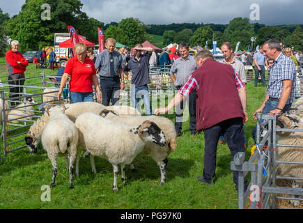 Judging the Rough Fell breed at Hawkshead Show in Cumbria Stock Photo