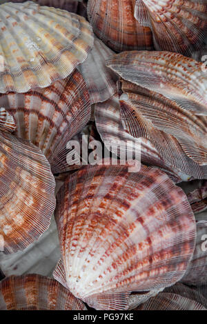 Lion's Paw / Lions Paw scallop seashells - mollusk collection found on Sunset Beach North Carolina Stock Photo