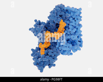 HIV-1 reverse transcriptase inhibition, illustration. The human immunodeficiency virus single-stranded RNA genome is converted into double-stranded DNA by the viral reverse transcriptase (blue) and then the DNA is integrated in the DNA of an infected human cell. The reverse transcriptase is one of the main targets to disrupt the virus multiplication through an inhibitor. There are nucleoside and nucleotide inhibitors and non-nucleoside analogue inhibitors. One of these inhibitors (yellow) is shown binding to the reverse transcriptase. Stock Photo