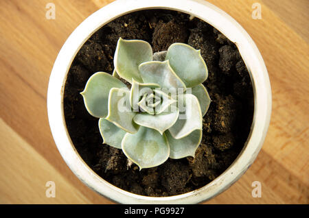 Top view of a beautiful succulent house plant in a small pot on a wooden background Stock Photo