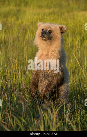 Coastal Brown Bear cub standing up and eating salmon - Brown Bear Bay ...
