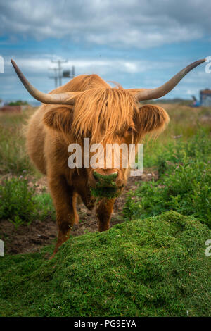 An Orange Highland Cow Eats Grass on the Isle of Mull, Scotland Stock Photo
