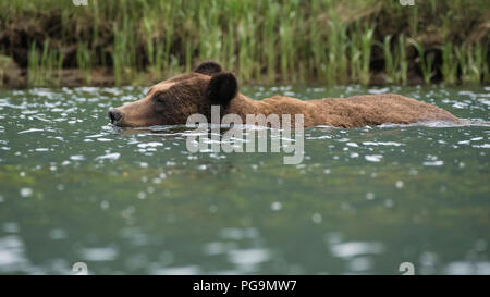 Adult male grizzly bear, brown bear, Ursus arctos, wading in the Khutzeymateen Inlet, British Columbia, Canada Stock Photo