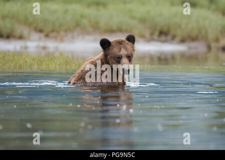 Adult male grizzly bear, brown bear, Ursus arctos, wading in the Khutzeymateen Inlet, British Columbia, Canada Stock Photo